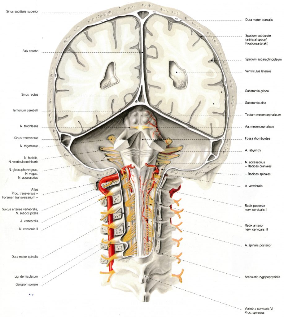 Dirk Fabian - S. Karger - Wolff-Heideggers Atlas of Human Anatomy - Central Nervous System - 526